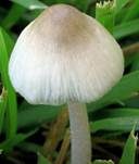 Weißer Mistpilz, Foto 4