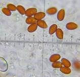 Weißer Mistpilz, Foto 9