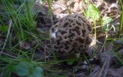Braune Speisemorchel, Foto 9