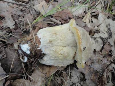 Weißer Schmarotzer Pustelpilz, Foto 4