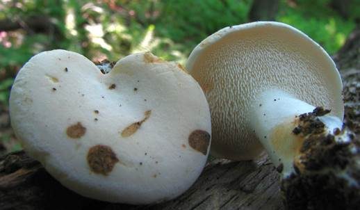 Weißer Semmelstoppelpilz, Foto 2