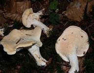 Weißer Semmelstoppelpilz, Foto 9