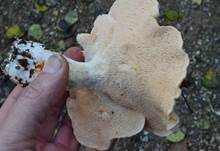 Weißer Semmelstoppelpilz, Foto 10