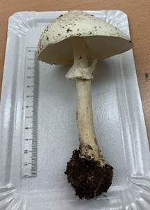 Weißer Spitzschuppiger Schirmling, Foto 3