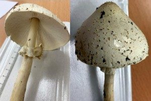 Weißer Spitzschuppiger Schirmling, Foto 1