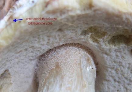 Weißer Steinpilz, Foto 3