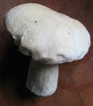 Weißer Steinpilz, Foto 9