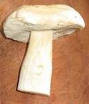 Weißer Steinpilz, Foto 10