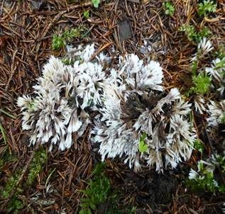 Weißer Warzenpilz, Foto 2