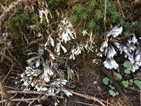 Weißer Warzenpilz, Foto 17