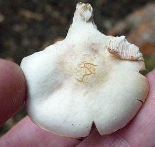 Weißer Zwergchampignon, Foto 2