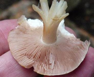 Weißer Zwergchampignon, Foto 3