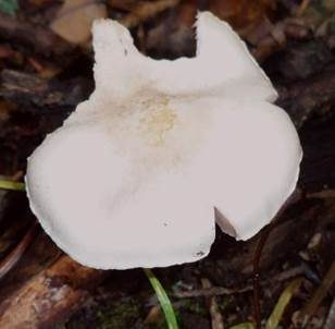 Weißer Zwergchampignon, Foto 5