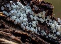 Weißes Haarbecherchen, Foto 15