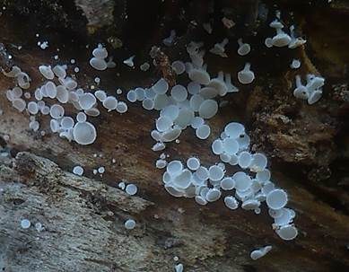 Weißes Haarbecherchen, Foto 5