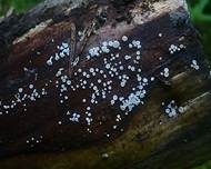 Weißes Haarbecherchen, Foto 7