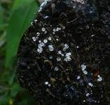 Weißes Haarbecherchen, Foto 9