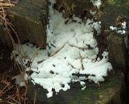 Weißes Netzpolster, Foto 13