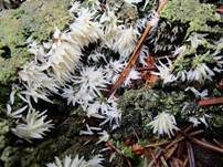 Weißes Stachelspitzchen, Foto 15