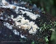 Weißes Stachelspitzchen, Foto 7
