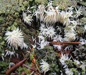 Weißes Stachelspitzchen, Foto 10