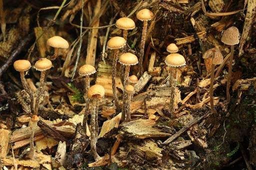 Weißflockiger Kahlkopf, Foto 4