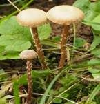 Weißflockiger Kahlkopf, Foto 9