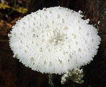 Weißflockiger Schirmling, Foto 5