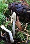 Weißfüßiges Pustelkeulchen, Foto 3