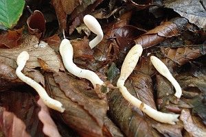 Weißfüßiges Pustelkeulchen, Foto 1