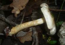 Weißgelblicher Zwergchampignon, Foto 5