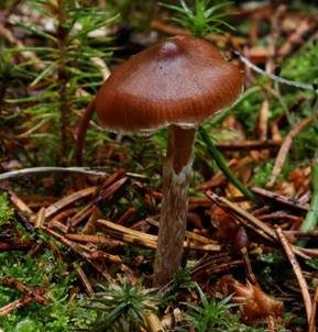 Weißgenatterter Wasserkopf, Foto 3