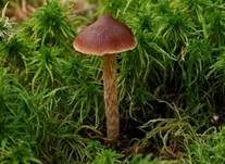 Weißgenatterter Wasserkopf, Foto 13