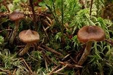 Weißgenatterter Wasserkopf, Foto 7