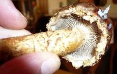 Weißgezähnelter Träuschling, Foto 34