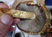 Weißgezähnelter Träuschling, Foto 38