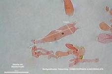 Weißgezähnelter Träuschling, Foto 54