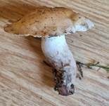 Bräunender Fälbling, Foto 5