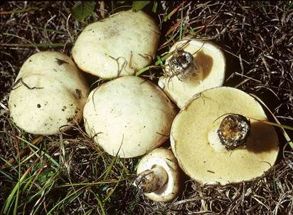 Weißgrüner Schmierröhrling, Foto 2