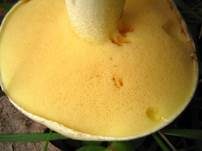 Weißgrüner Schmierröhrling, Foto 5
