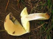 Weißgrüner Schmierröhrling, Foto 6