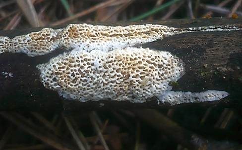 Weißliche Braunfäuletramete, Foto 3