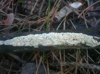 Weißliche Braunfäuletramete, Foto 14