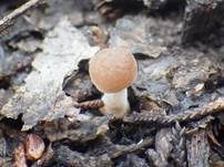 Weißlicher Dachpilz, Foto 19