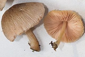 Weißlicher Dachpilz, Foto 1