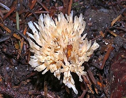 Weißlicher Keulengallertpilz, Foto 3