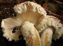 Bräunender Mehlschirmling, Foto 6