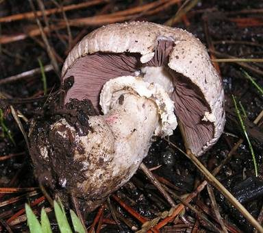Weißschuppiger Blutegerling, Foto 2