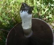 Weißschuppiger Blutegerling, Foto 5