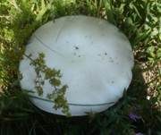 Weißschuppiger Blutegerling, Foto 7